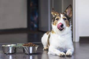 האם כלבים יכולים לאכול אוכל של חתולים